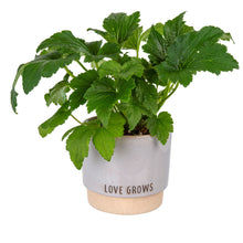 Load image into Gallery viewer, Love Grows Pot
